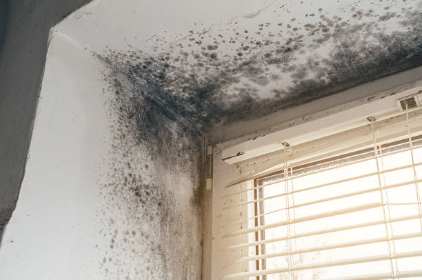 Trusted Commercial Mold Remediation service in Jacksonville Beach, FL - Cheap Mold Removal